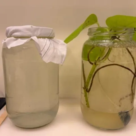 Bioremediation jars